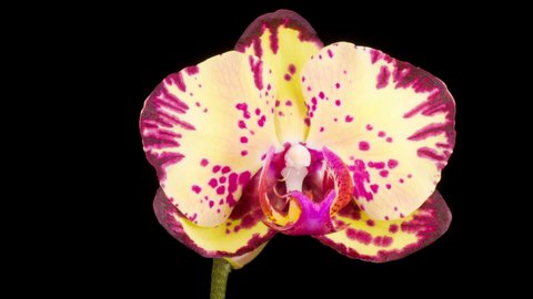 Blooming Yellow - Magenta Orchid Phalaenopsis Flower on Black Background. Time Lapse. Negative Space. 4K.