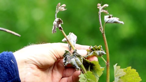 frost on vine plant, man`s hand controls frost damage

