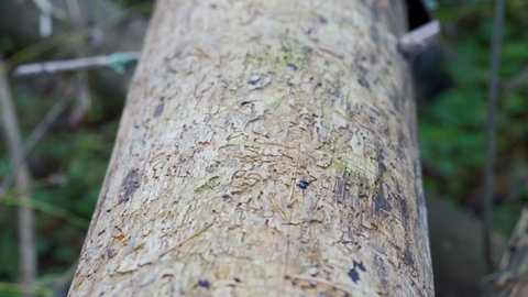 A closer look of the tinye weevil beetle on the trunk of the pine tree