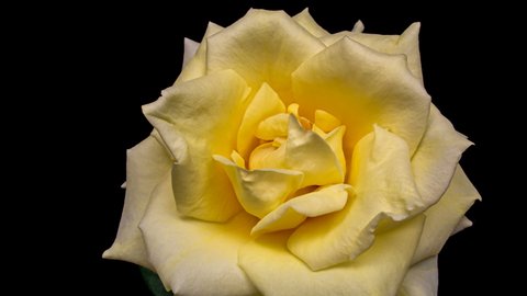 Beautiful opening yellow rose on black background. Petals of Blooming yellow rose flower open, time lapse, close-up. Holiday, love, birthday design backdrop. Bud closeup. Macro. 4K UHD video timelapse