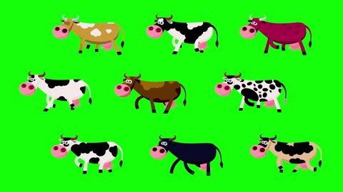 Nine different colour cows cartoon walking animation. Cow x 9 –  spotty, red, black, yellow, brown. Greenbox, luma channel, seamless loop.