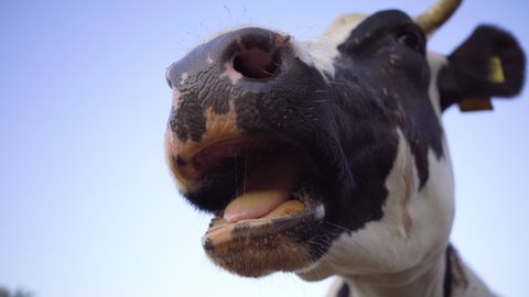 Head Of Black And White Dairy Cow Close Up. Cow Chews. 4k