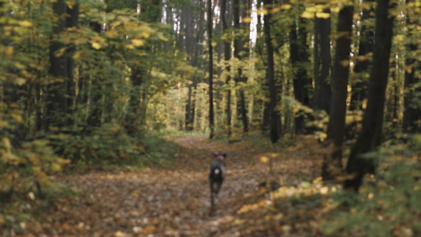 Hunting dog shorthaired pointer runs happily and fast in the autumn forest. Concept: quality walks with Pets. Taking care of your pet.