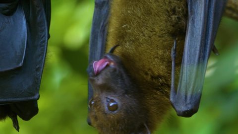 Close up of fruit bat hanging from a branch and grooming it self.