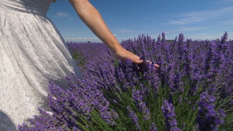 Slow motion - Close up of young woman in a white dress walking through lavender field and touching plants. Beautiful girl in Provence, France