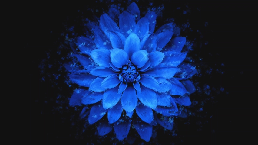 Blue flower petals falling 3D concepts on top view - Beautiful Blue blossoms flower falling petals on spring season with shape of the heart (Simple of love) footage. Spring season flowers. Royalty-Free Stock Footage #1060786114