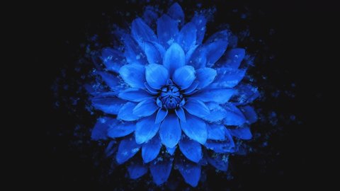 Blue flower petals falling 3D concepts on top view - Beautiful Blue blossoms flower falling petals on spring season with shape of the heart (Simple of love) footage. Spring season flowers.