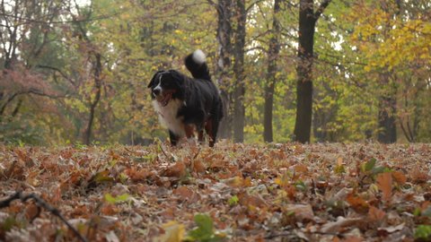 Bernese mountain dog plays with a lot of yellow autumn leaves around. Dog walk in the park on the fall