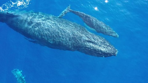 A Humpback whale calf rolls and   frolics over mom with a male escort close by.
