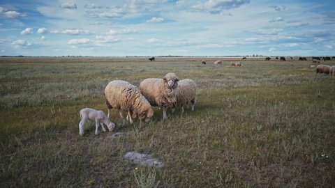 Crowd of rams and lambs in a meadow. A flock of sheep with thick wool on a pasture. Sheep farm for wool and meat. Ranch, farm animals.