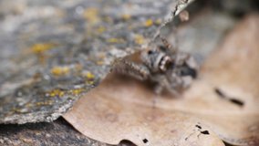 Grey Jumping Big Spider Moving And Looking Curious Creature On Hot Sunny Day Extreme Close Up Macro Detailed Video