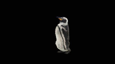 penguin Dancing CG fur 3d rendering animal realistic CGI VFX Animation  Loop alpha dance composition 3d mapping, Included in the end of the clip with Alpha matte.