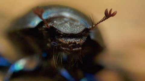 Close-up of an earth-boring dung beetle Geotrupidae on the forest floor