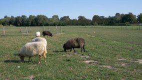 Medium shot black and white sheep feeding in the grass field. Landscape,  video 4K