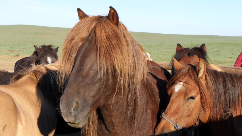 Horses in the steppe on a hot Sunny summer morning. Gobi Desert, Mongolia.  | Shutterstock HD Video #1060804075