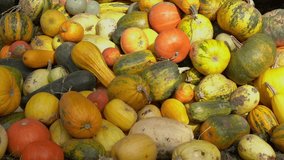 Closeup view 4k video of many different bright organic colorful pumpkins laying on ground outdoors in countryside