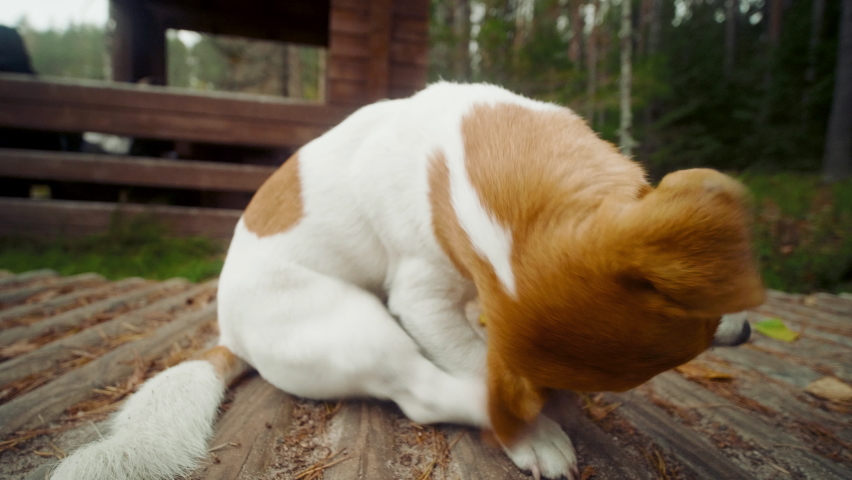 Dog jack russell terrier lies and scratch his ears on the wooden ground | Shutterstock HD Video #1060804753