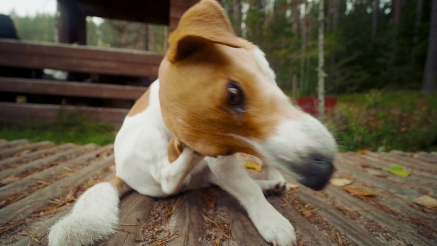 Dog jack russell terrier lies and scratch his ears on the wooden ground Royalty-Free Stock Footage #1060804753