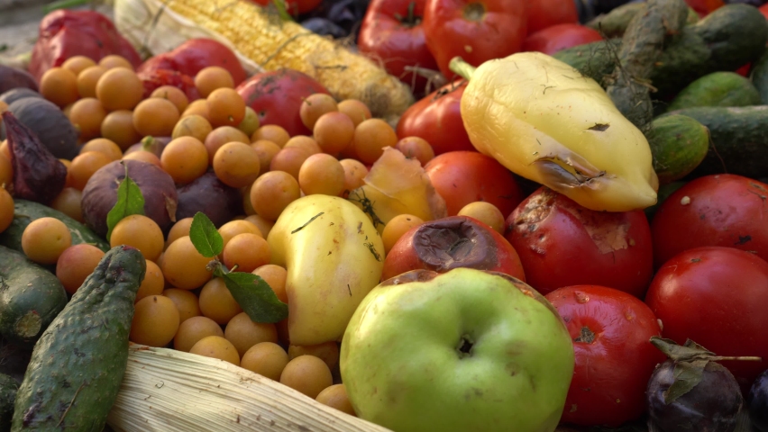 Spoiled fruits and vegetables. Food loss and Food Waste on the Farm. Discarded rotten left for waste after a market Royalty-Free Stock Footage #1060806922