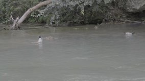 wild ducks fishing inside a river unedited video