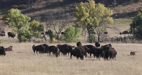 Bisson herd in Custer State Park South Dakota Black Hills 4K. Black Hills of South Dakota. Mountain, valley, landscape scenic discovery. State Park, wildlife, lakes, campgrounds and picnic areas.