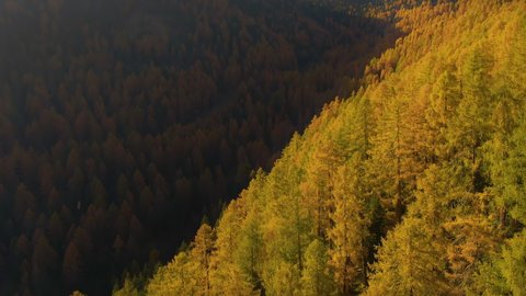 AERIAL: Shadow is cast over the colorful larch canopies covering a lush valley in the picturesque Dolomites. Drone shot of a deciduous tree forest turning leaves in rural Italy on a sunny autumn day.