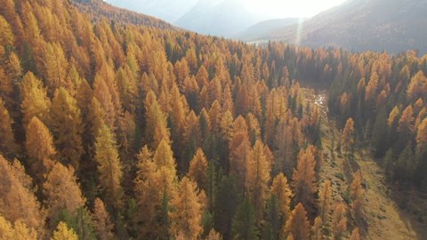 AERIAL: Golden autumn sunshine illuminates the colorful Dolomite mountains in the middle of October. Breathtaking aerial view of larch tree forest covering the landscape in picturesque Italian Alps.