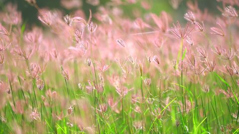 Grass flower field moving on windy, beautiful nature in countryside, sunny on lawn grass meadow, wind blowing on green field to beauty, purple flora flower to fresh and relaxing time in pasture 