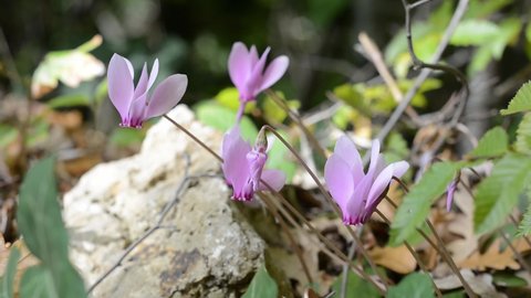 Close-up view of the first cyclamen of autumn, with delicate pink flowers