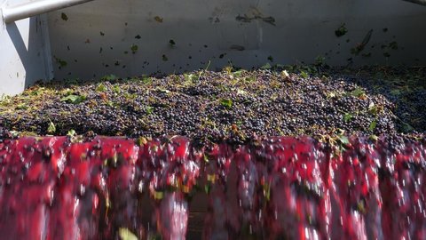 Red Grapes discharged from a harvester bucket into a Wine press, Aerial view.