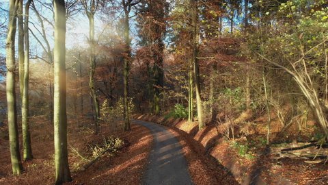 Moving along a path through a beautiful forest in late autumn or winter with pleasant warm colors and rays of sunlight