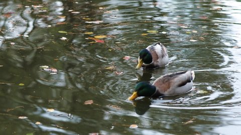 Ducks swim in a forest lake