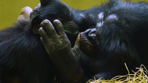 The mother Bonobo is grooming the baby