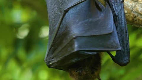 Close up of fruit bat hanging from a branch and grooming it self.