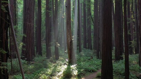 Sunlight shines in a beautiful old-growth Redwood forest in Humboldt, California. Redwood trees, Sequoia sempervirens, are among the tallest and most massive tree species on the planet.