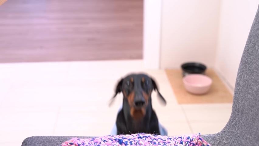 The obedient dachshund looks with sad eyes at the owner, begging for food, next to the dining table. beggar dog. Royalty-Free Stock Footage #1060827019
