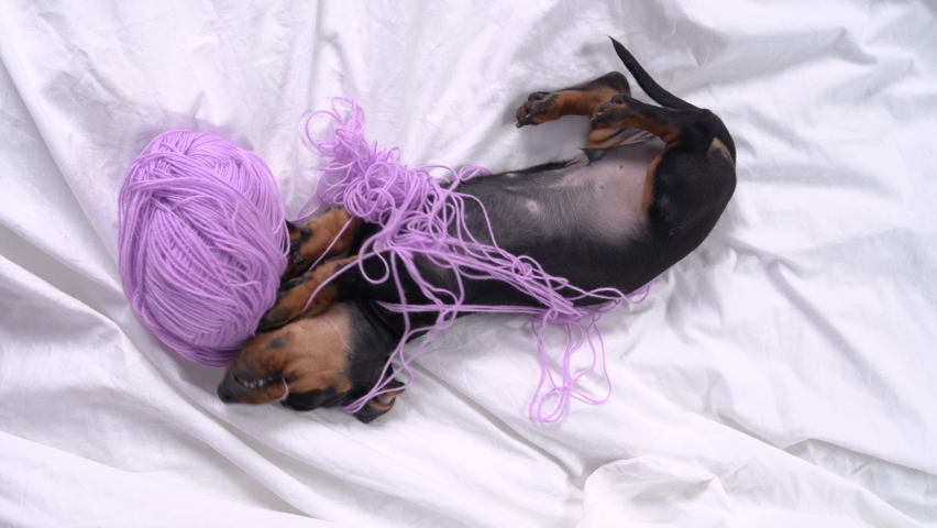 Active dachshund puppy stole skein of yarn, nibbles it, wallows and gets tangled in threads, top view. Naughty and restless baby dog left alone at home and making mess Royalty-Free Stock Footage #1060827022