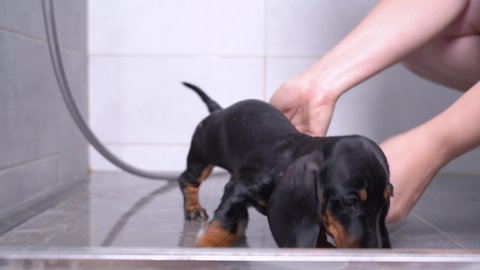 Owner or handler neatly washes cute wet dachshund puppy with warm water in bathroom after walk, close up. Regular hygiene procedures for pets