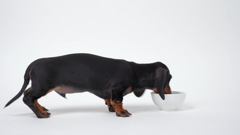 Poor hungry dachshund puppy sniffs the floor for food, bumps into empty bowl and licks it. Baby dog did not find what he was looking for and runs away merrily, white background, copy space