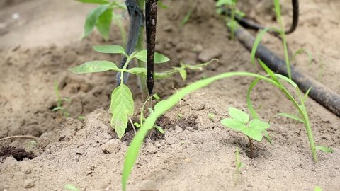 Tomatoes in the greenhouse are watered using drip irrigation. Modern irrigation system in agriculture and vegetable cultivation, industry