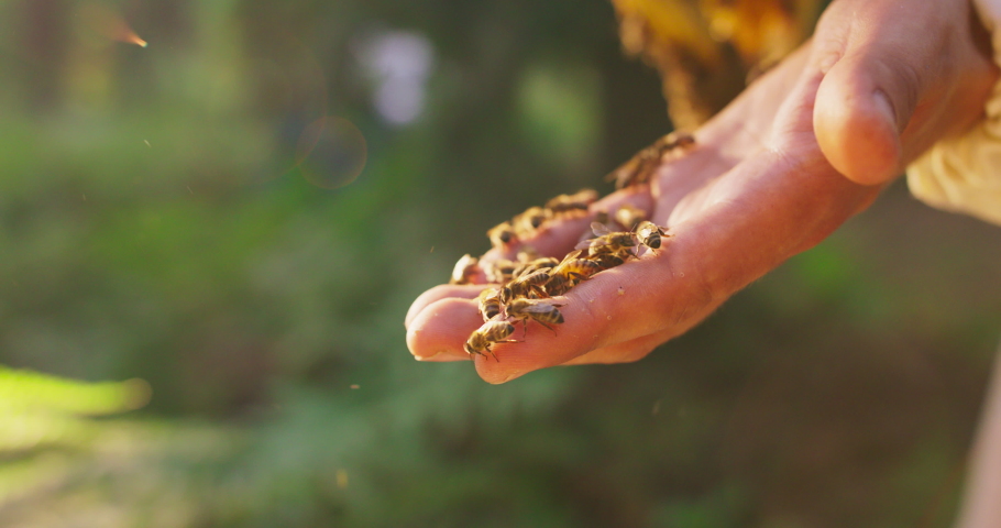 Closeup male beekeeper's palm with a lot of bees roaming on it, and some bees are flying in the air. Green background is blurred Royalty-Free Stock Footage #1060836421