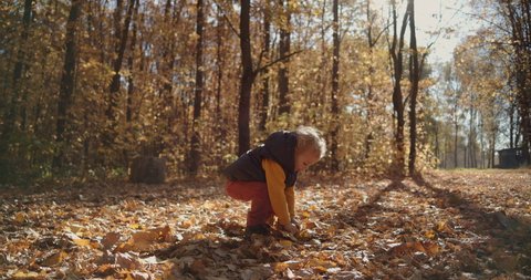 A small curly boy lifts yellow leaves and throws and rejoices as he flys the autumn leaves of trees in the park Video stock