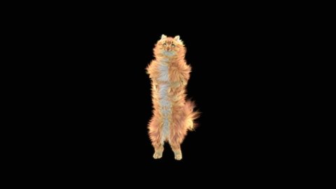 Cat Dancing CG fur. 3d rendering, Animation Loop. Included at the end of the clip with luma matte.