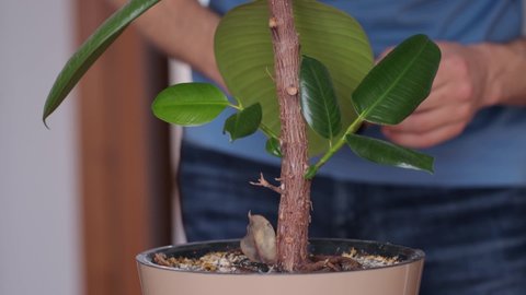 Man cutting offshoot on ficus