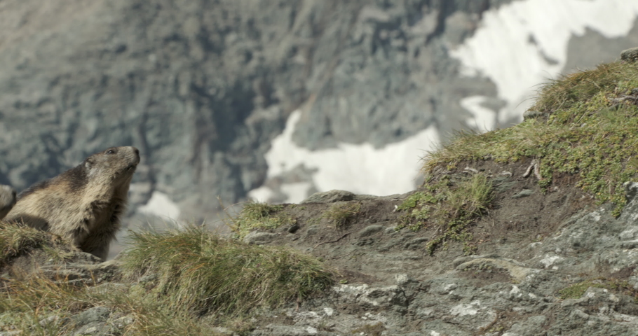 Alpine marmots walking up scenery, Europe