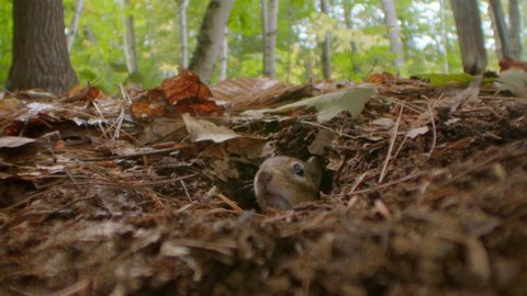 Footage of chipmunk looking out of burrow, Quebec, Canada