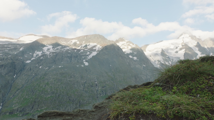 Alpine marmot walking in scenery, Europe