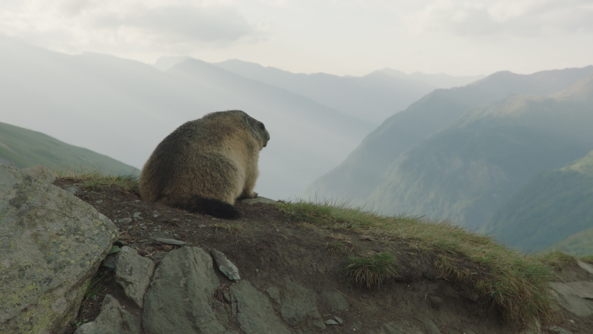 Alpine marmot looking around scenery, Europe