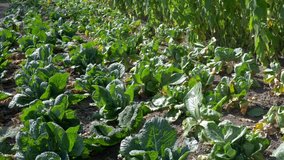 Medium shot vegetable garden with various types of cabbages. Organic food. Real time 4K