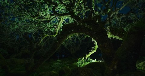 Spooky twisted trees in forest, illuminated with light painting at night